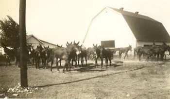 Red Top mule farm, Midlothian, Texas, owned by D. Frank Gibson, my great-grandmother's second husband.