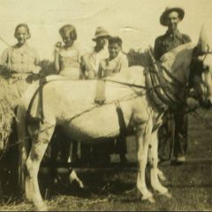 Three Mules and a Jack